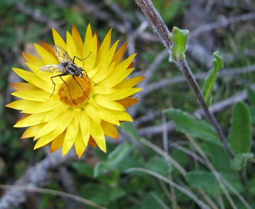 Image of Alpine Everlasting (Xerochrysum subundulatum) by no rights reserved