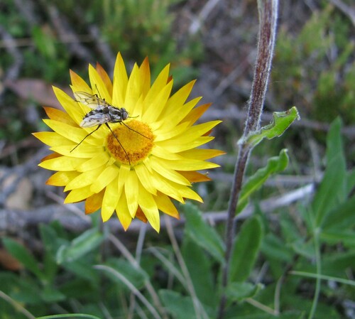 Image of Alpine Everlasting (Xerochrysum subundulatum) by no rights reserved