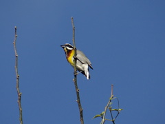 Spindalis zena benedicti