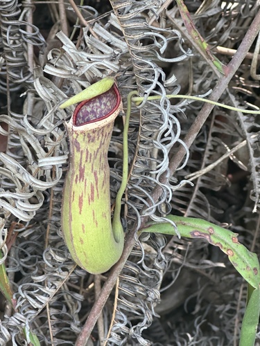 Nepenthes albomarginata