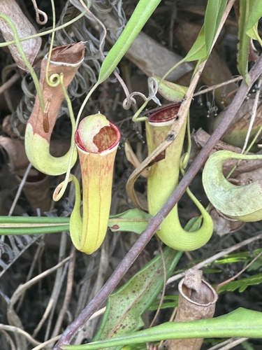 Nepenthes albomarginata