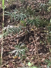 Podocarpus macrophyllus