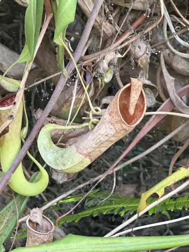 Nepenthes albomarginata