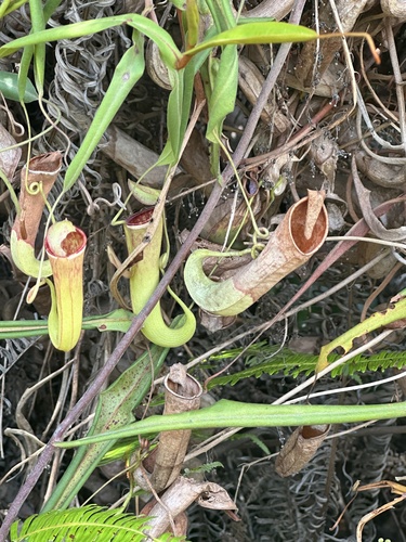 Nepenthes albomarginata