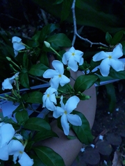 Trachelospermum jasminoides