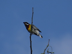 Spindalis zena benedicti