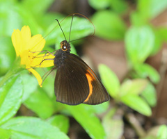 Ancistroides armatus