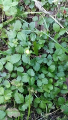 Potentilla indica