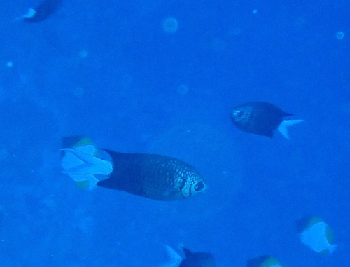 Chromis xanthura observed 2021-09-08