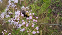 Bombus bellicosus