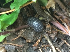 Armadillidium vulgare