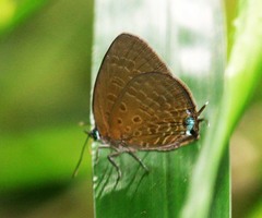 Arhopala agrata
