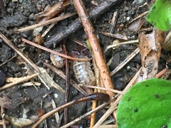Armadillidium vulgare