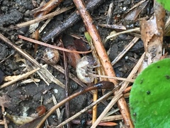 Armadillidium vulgare