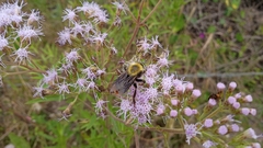 Bombus bellicosus