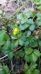 Potentilla indica