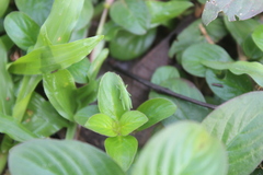 Tagasta marginella