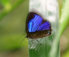 Arhopala agrata
