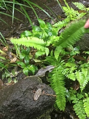 Polystichum tripteron