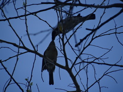 Spindalis zena benedicti