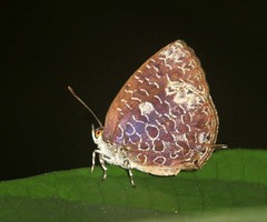 Arhopala ammonides