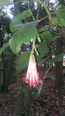 Fuchsia boliviana