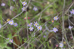 Chaetopappa asteroides