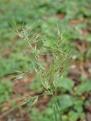 Poa bulbosa