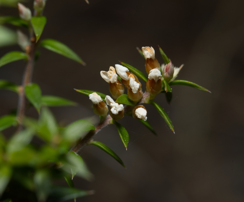Epacris apsleyensis