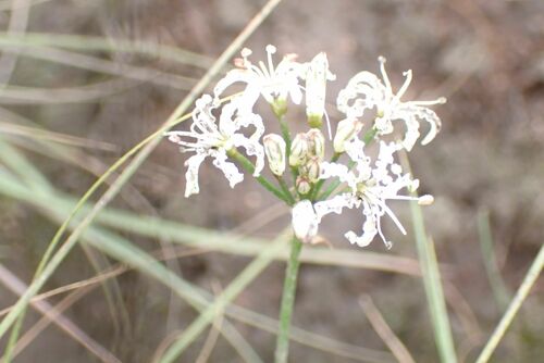 Image of Nerine rehmannii by no rights reserved