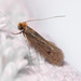Case-bearing Clothes Moth - Photo (c) Christian Sørensen, some rights reserved (CC BY-NC), uploaded by Christian Sørensen