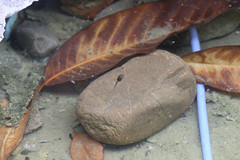 Polypedates megacephalus