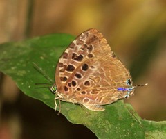 Arhopala anthelus