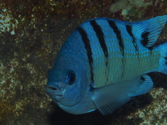 Abudefduf abdominalis