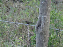 Tiaris olivaceus intermedius