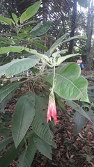 Fuchsia boliviana