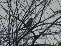 Spindalis zena benedicti