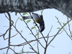 Spindalis zena benedicti