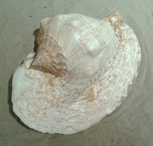 Goliath conch (Titanostrombus goliath) · iNaturalist