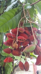 Sterculia monosperma