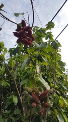 Sterculia monosperma