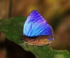 Arhopala anthelus