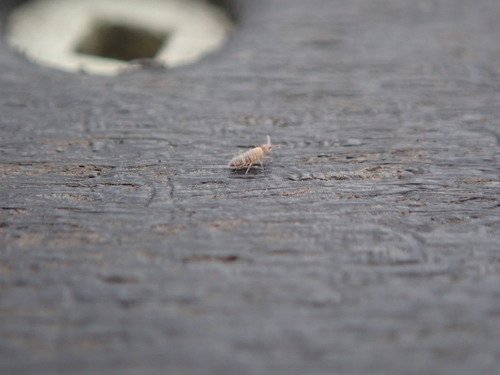 Entomobrya assuta