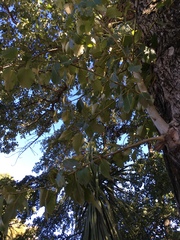 Populus yunnanensis