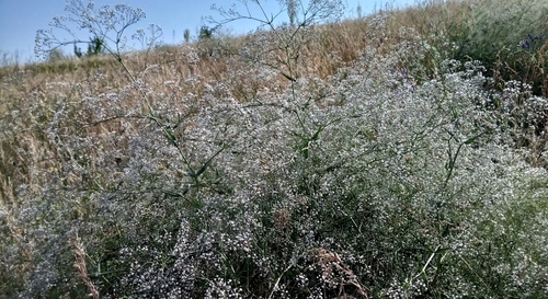 Foto de Mosquitinho