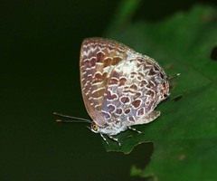 Arhopala ariel