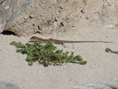 Aspidoscelis cozumela