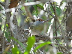 Cyclarhis gujanensis insularis