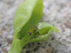 Psylla buxi