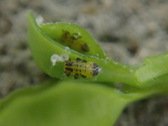 Psylla buxi